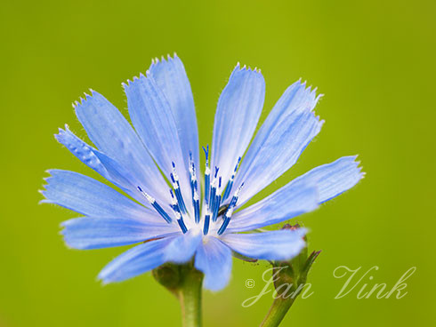 Cichorei, detail bloem, blauwe bloem, Spaarnwoude