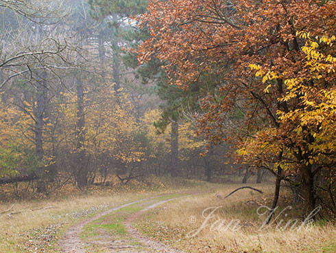 Bospad, nevel, mist, in de Amsterdamse Waterleiding Duinen.