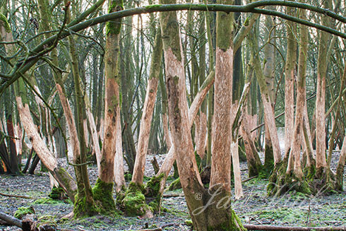 Honger in de duinen, vraat aan bomen, Amsterdamse Waterleiding Duinen