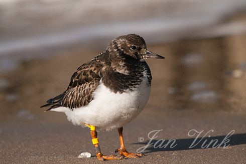 Steenloper, in winterkleed, Strand bij De Kerf, Schoorl