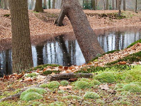 Moskussens, mossen, op bosbodem, landgoed Hilverbeek, 's Graveland