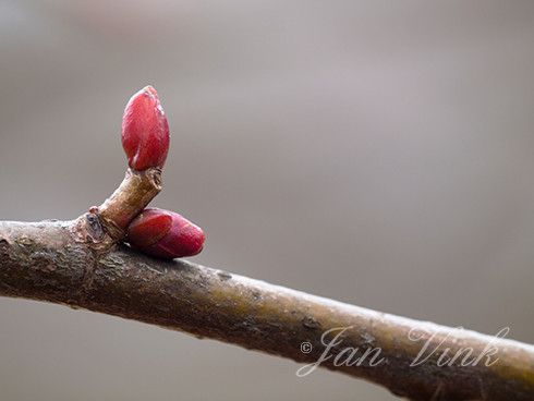 Linde, knoppen, winterknoppen, aan tak, Landgoed Elswout