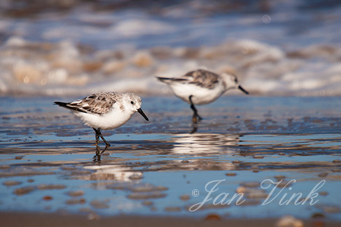 Drieteenstrandlopers, op het strand bij De Kerf, Schoorl