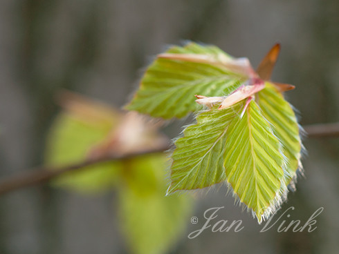 Beuk, jong blad, buitenplaats Hilverbeek, Natuurmonumenten, 's-Graveland