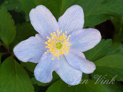 Blauwe bosanemoon, detail bloem, in de achertuin