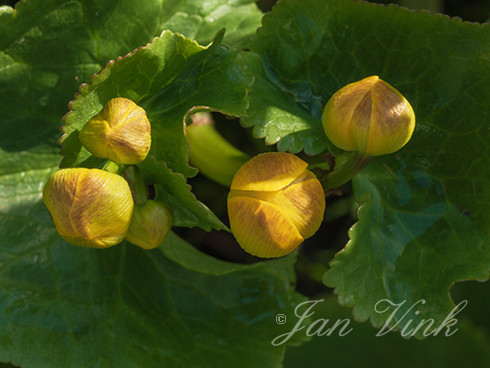 Dotterbloem, bloemknoppen, Zwanenwater