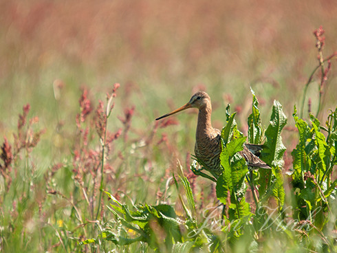 Grutto, op pol zuring, in de Castricummerpolder