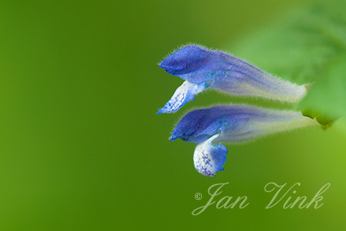 Blauw glidkruid, detail bloemen, Noordhollands Duinreservaat Bakkum
