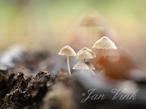 Mycena's, op dood hout, Speulderbos