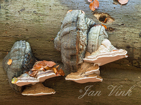 Tonderzwam, tonderzwammen, haaks op elkaar groeiend, Speulderbos