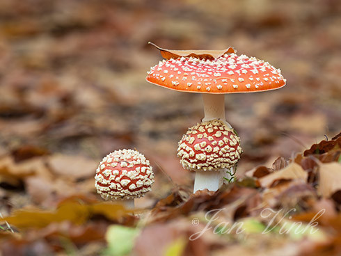 Vliegenzwam, vliegenzwammen, Speulderbos