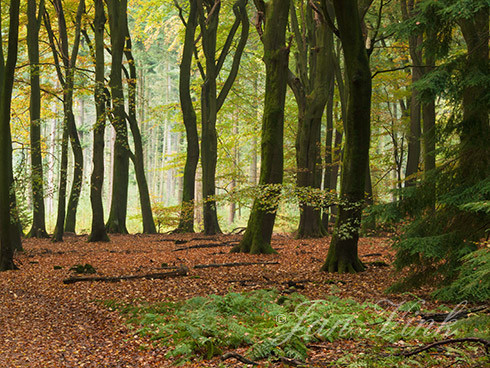 Dansende bomen, in het Speulderbos.