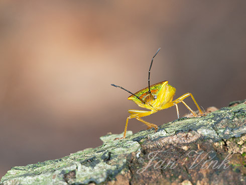 Schildwants, Acanthosoma haemorrhoidale, Speulderbos