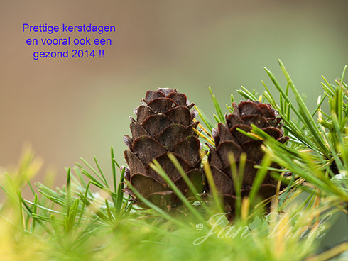 Europese lariks, lork, kegels, naalden, Noordhollands Duinreservaat Heemskerk