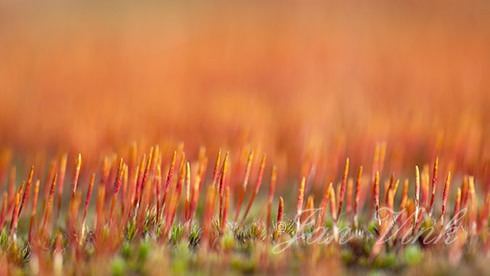 Ruig haarmos, sporenkapsels, Kalmthoutse Heide