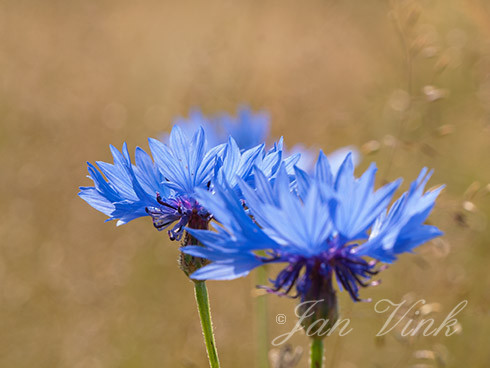 Korenbloem, bloemen, Groene Hart, bij de Reeuwijkse Plassen