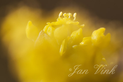 Gele kornoelje, bloemen, bloei, Noordhollands Duinreservaat Castricum