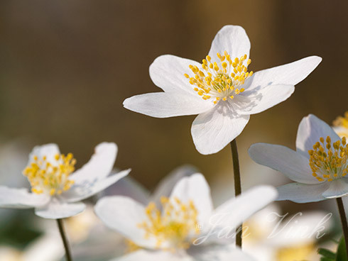 Bosanemoon, bloemen, bloei, Jac.P. Thijssepark, Amstelveen