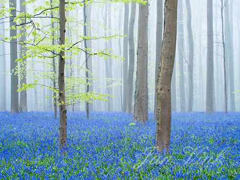 Boshyacint, boshyacinten, bos, mist, blauw, Hallerbos