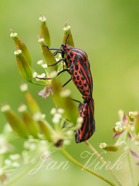 Rood-zwarte streepwants, pyjamawants, paring, Dwingelderveld