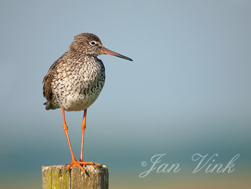 Tureluur, op paal, Castricummerpolder