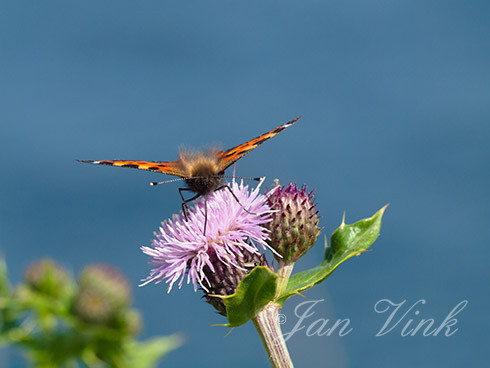 Kleine vos, foeragerend, nectar drinken, op bloemen akkerdistel, Zwaansmeerpad