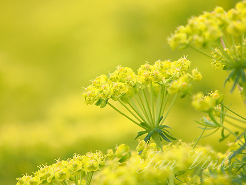 Cipreswolfsmelk, cypreswolfsmelk, bloemen, bloei, Amsterdamse Waterleiding Duinen