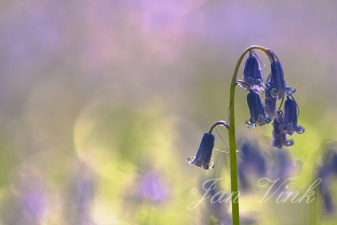 Boshyacint, bloemen, bloei, blauw, bokeh, Hallerbos 