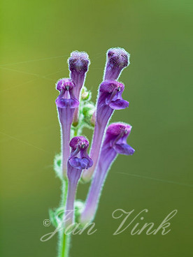 Trosglidkruid, bloemen, bloei, Koningshof