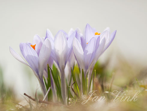 Krokus, krokussen, sp., bloemen, bloei, Elswout