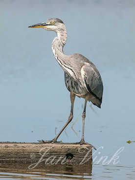 Blauwe reiger, jonge vogel, Hekslootpolder, Spaarndam