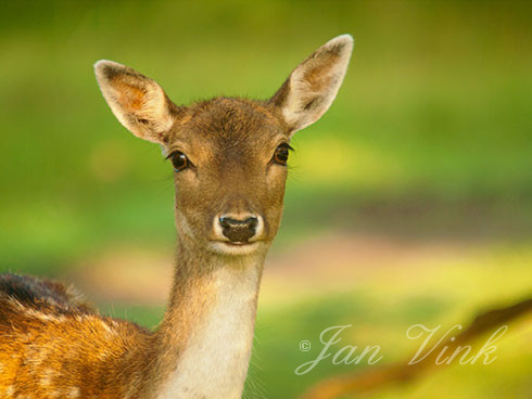 Damhert, hinde, portret, Amsterdamse Waterleidingduinen