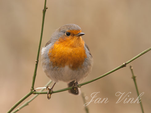 Roodborst, Noordhollands Duinreservaat, Castricum