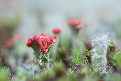 Rood bekermos, Noordhollands Duinreservaat, Bergen