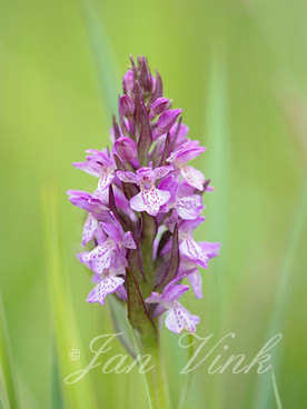 Brede orchis, bloemen, bloei, Zwanenwater