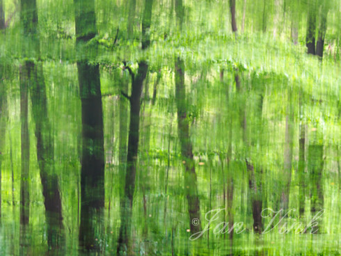 Beuk, beuken, reflectie in water, landgoed Elswout