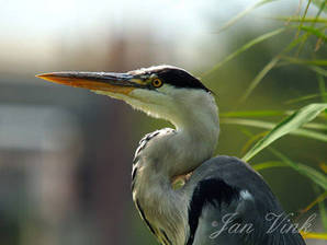 Blauwe reiger detail kop de Wormer