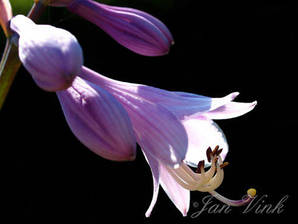 Hosta Krossa Regal tuin Wijkeroog