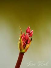 Zwanenbloem ontluikende bloemknop Krommenieer Woudpolder