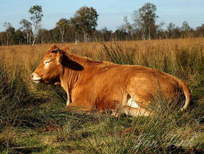 Koe ras Limousin zonnend  in de Mariapeel