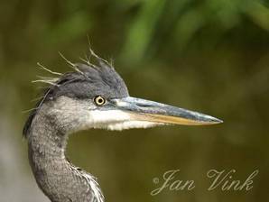 Blauwe reiger, juveniel detail kop Wijkermeerpolder