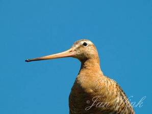 Grutto close up kop Castricummerpolder