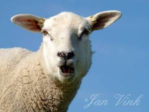 Schaap, schapenkop, op IJsselmeerdijk bij Piaam Friesland