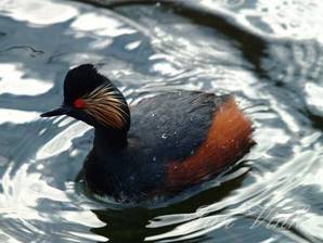 Geoorde fuut op Vogelmeer Nationaal Park Zuid-Kennemerland