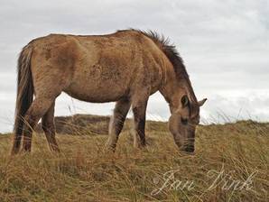 Konikpaard in Nationaal Park Zuid-Kennemerland