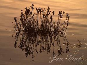 Zaaddoosjes van moerashertshooi in t Wed Nationaal Park Zuid-Kennemerland