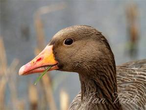 Grauwe gans detail kop Hoefijzermeer Noordhollands Duinreservaat Castricum