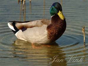 Wilde eend woerd Hoefijzermeer Noordhollands Duinreservaat Castricum