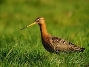 Grutto in weiland langs Zuiderweg Assendelft