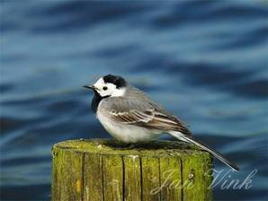 Witte kwikstaart op paaltje van drijvende observatiehut in Zwanenwater